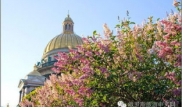 六月丁香视频,浪漫绽放的短视频盛宴